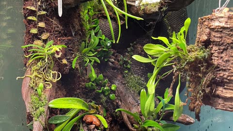 Orchid Propagations In Under A Minute