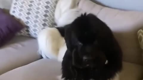 Funny dogs