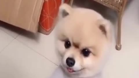 Funny Dog Reaction 🐶 Funny Dog Compilation Videos