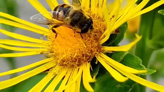 Wild bee, try to take it in your hands.