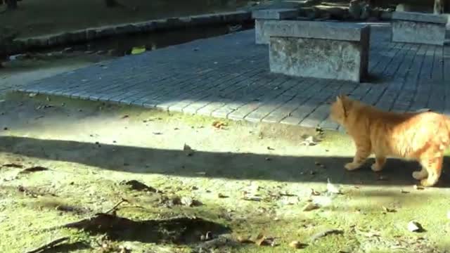 Kitten in the park was looking for something