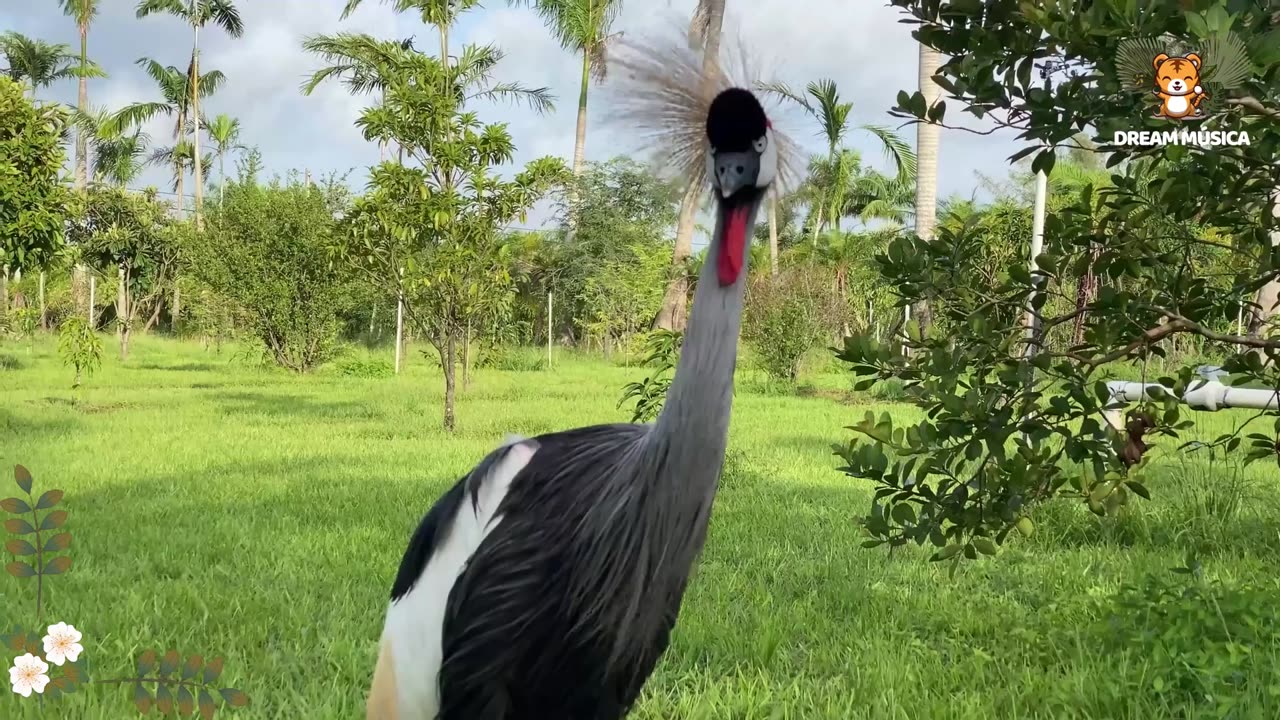 Funny Animal Sounds in 30 Minutes: Goat, Owl, Horse, Buffalo, Cow, Goose - Animal videos