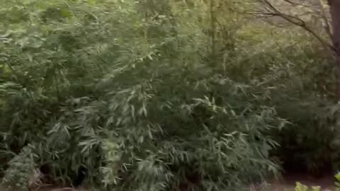 It's a very small path
