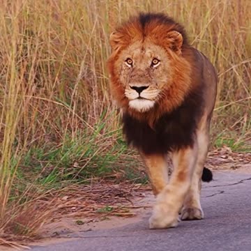 Stare Into the Eyes of a Lion