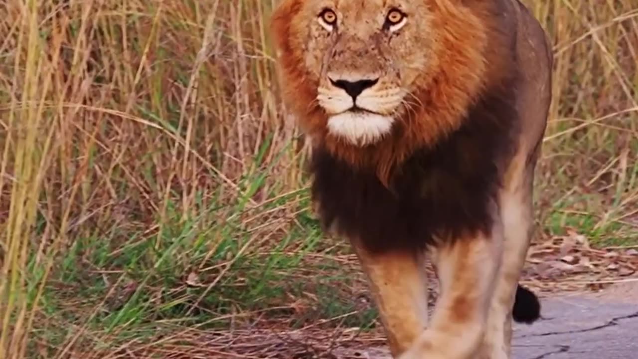 Stare Into the Eyes of a Lion