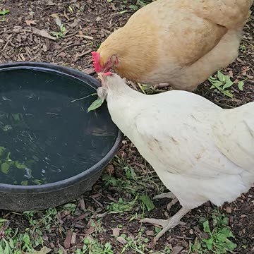 OMC! Whitey and Red Number Two enjoying a refreshing summer drink side by side, BFFS!