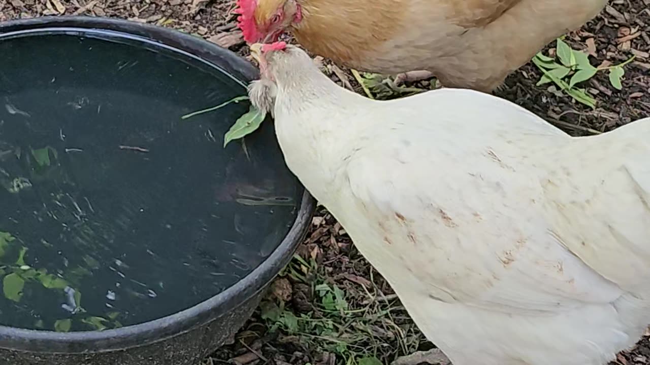 OMC! Whitey and Red Number Two enjoying a refreshing summer drink side by side, BFFS!