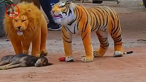 Fake lion and fake tiger prank to dog 😂😂😂😂