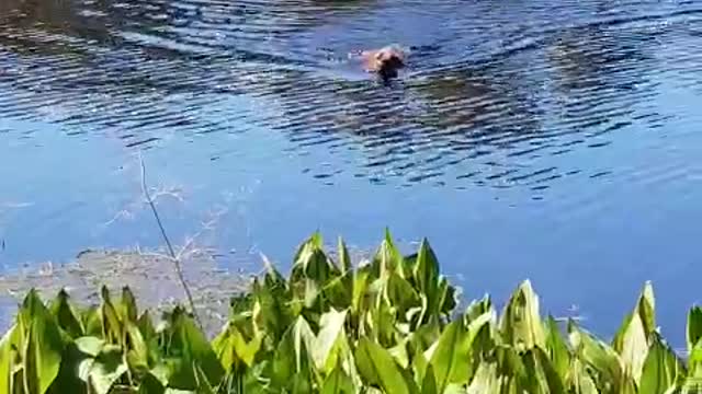 Lion Hound Pup Swimming with Wild Wood Ducks