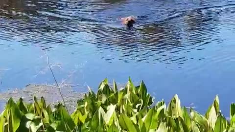 Lion Hound Pup Swimming with Wild Wood Ducks