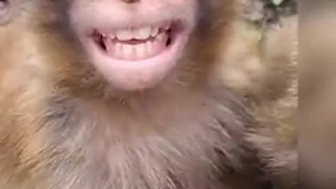 funny monkey 🐵 video smile monkey video haste hua bandar #shorts #short #bestshort #youtubestshort