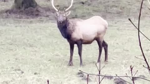 Wapiti bull