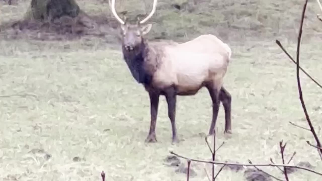 Wapiti bull