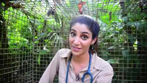 Learning About Jaguars at the Belize Zoo with Junior Buddy!