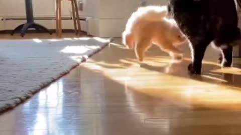 Crazy Funny Cat Video