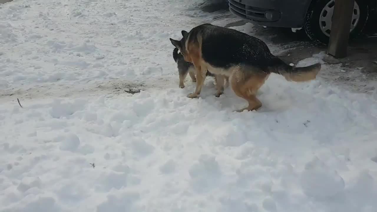 The first time they see snow