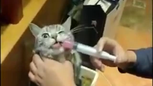Beautiful Cat Injection funny compilation