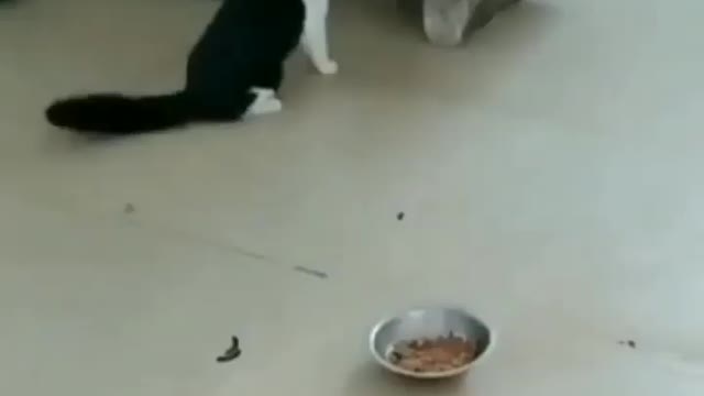 Funny video of cat and Dog/#short