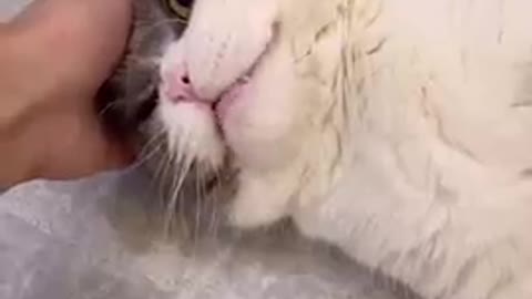 Reaction to cake that's similar to cat