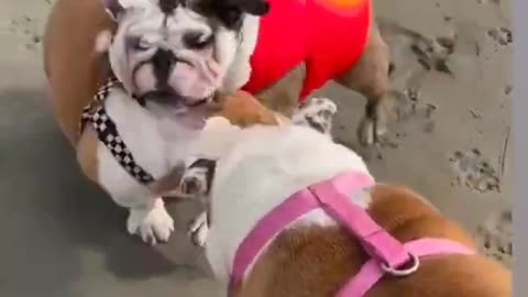 cute animals 😭🤣 funny moment