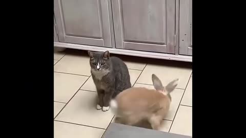 FUNNY CAT VS DOG EDITION 2024