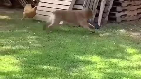 Best game of chase I've ever seen
