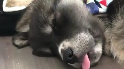 Funnyy animals