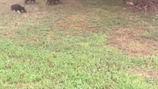 Mamá Ovejero Alemán alimenta amorosamente a sus cachorros