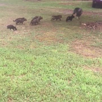 Mamá Ovejero Alemán alimenta amorosamente a sus cachorros