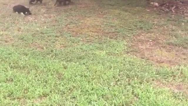 Mamá Ovejero Alemán alimenta amorosamente a sus cachorros