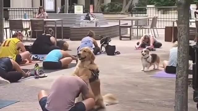 dogs yoga challenge