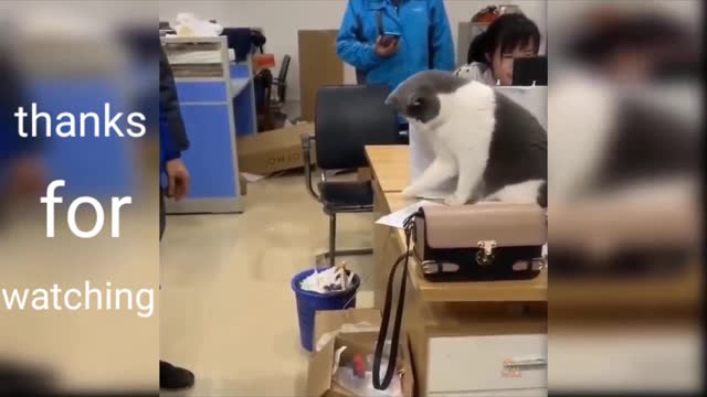 Cute cat is playing with man