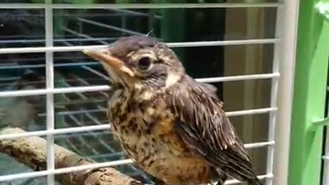 Amanda Grace Talks..Little Jojo the orphaned Robin& How God Works All things together For good!!