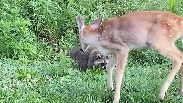 the little one try to protect the big one from harm