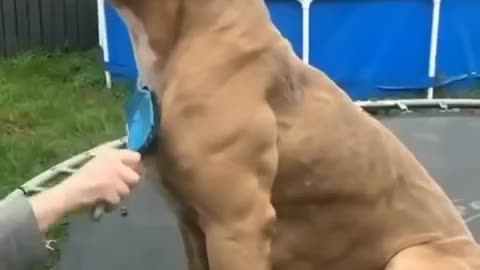 Cats and dogs