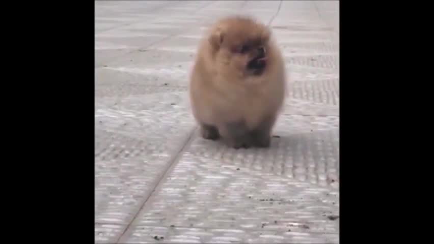 Cute baby animals Videos Compilation cutest moment of the animals - Cutest Puppies