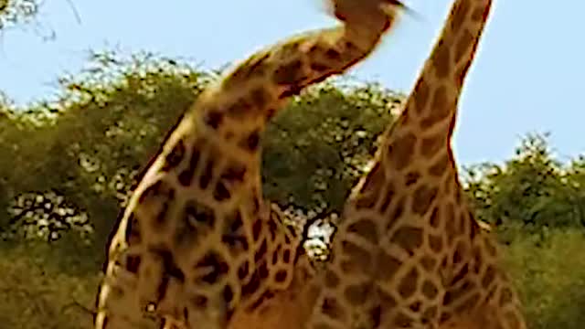 Giraffe fighting | The most powerful and manoeuvrable weapon 🦒