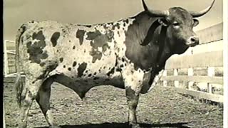 Texas Longhorn Frozen Semen Sire Video