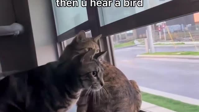 Funny cat videoFunny cat video