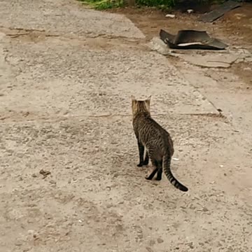 Un día cualquiera con los perritos y el gatito - Tacuarembó, octubre de 2024