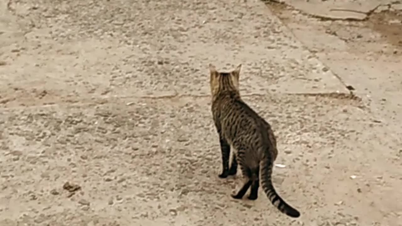 Un día cualquiera con los perritos y el gatito - Tacuarembó, octubre de 2024