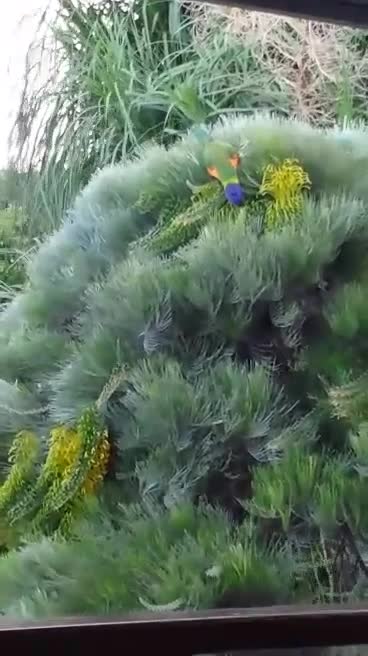 Brisbane, Australia Housesitting. A Rainbow Lorikeet just off the porch.