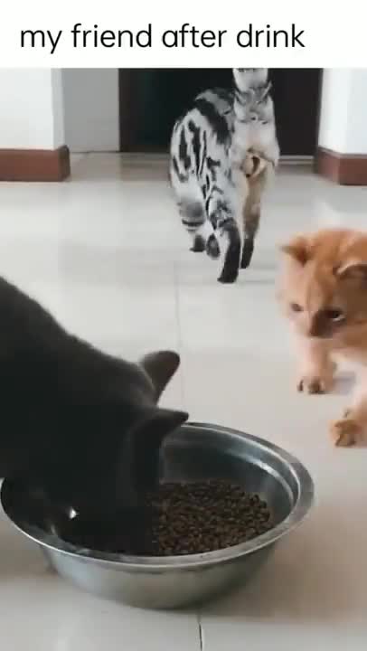 Cats playing in the house