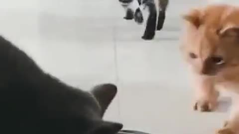 Cats playing in the house