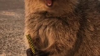 Staring at a Quokka