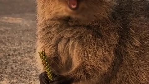 Staring at a Quokka