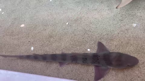 The shark is attached to the floor.