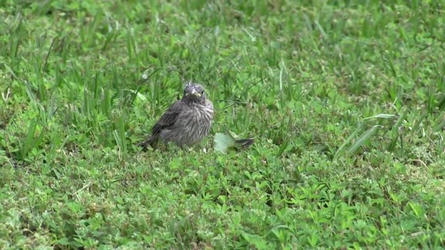 Teaching Baby Bird To Fly