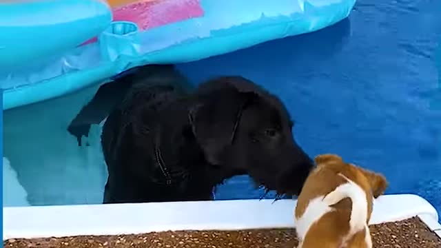 These pool rescues are very inspiring! These heroes deserve respect!!😲❤🌊