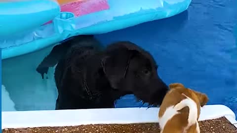 These pool rescues are very inspiring! These heroes deserve respect!!😲❤🌊
